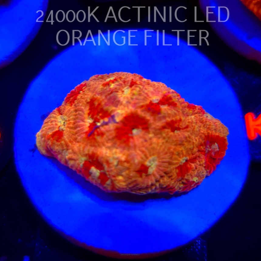 FAVIA sp. ULTRA (06.03.2026) KR-234  4cm