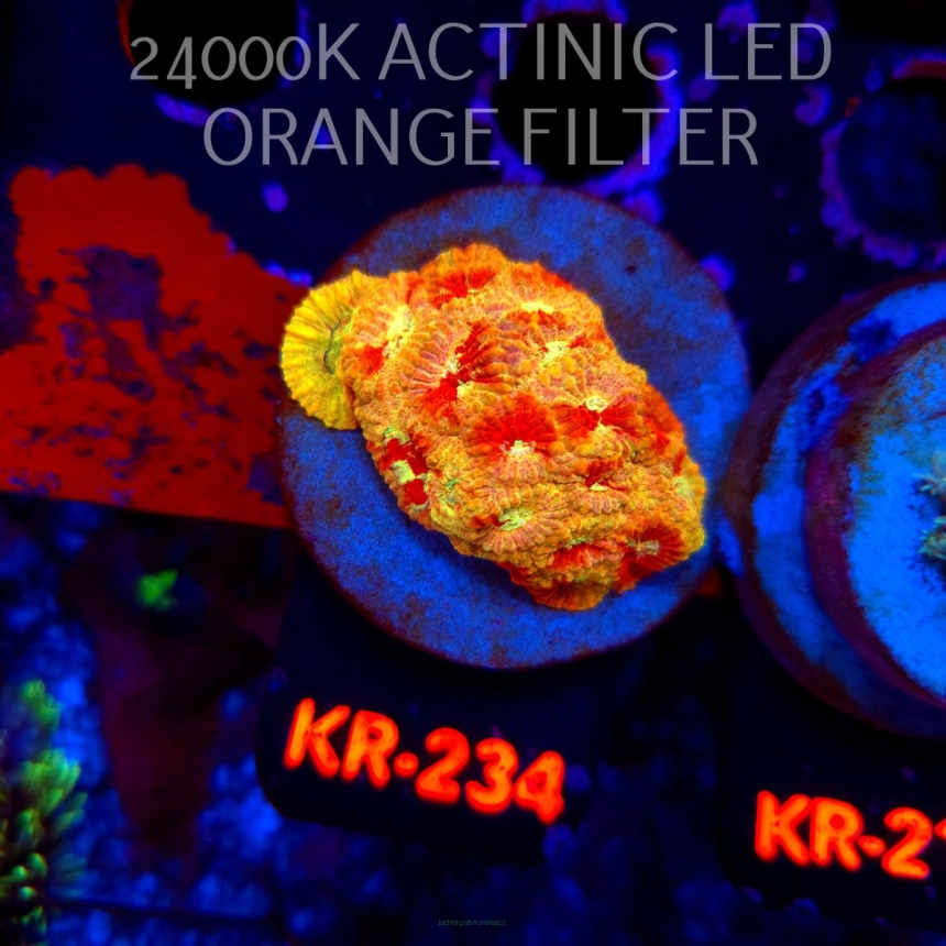 FAVIA sp. ULTRA (20.04.2026) KR-234  5cm