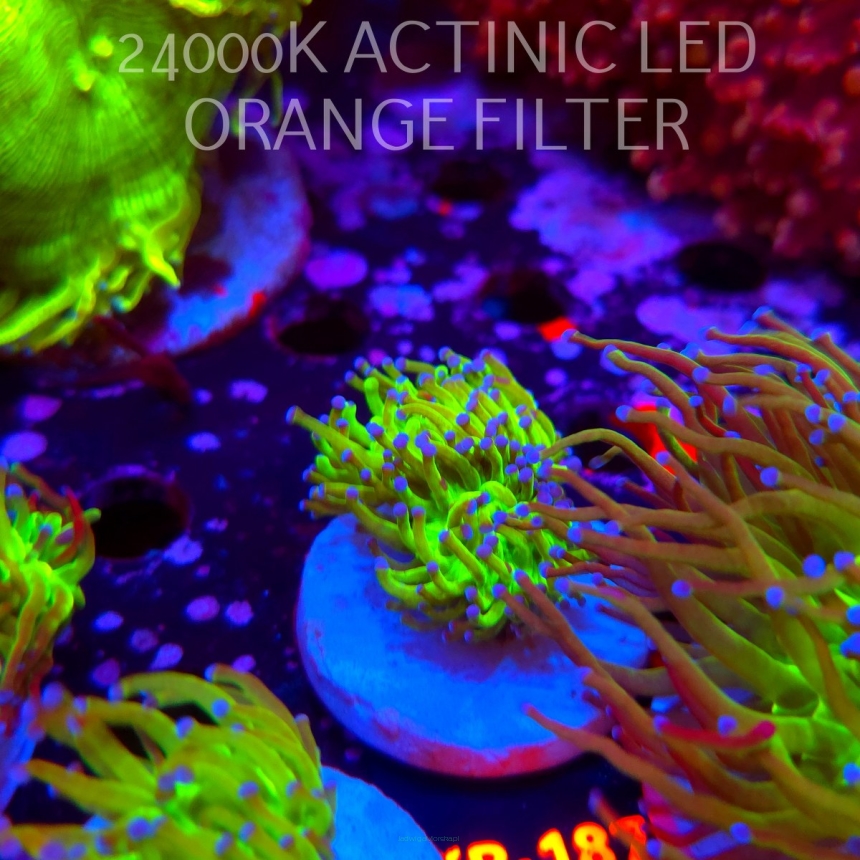 Euphyllia glabrescens TG TOXIC JOKER TORCH (01.07.2026) KR-187