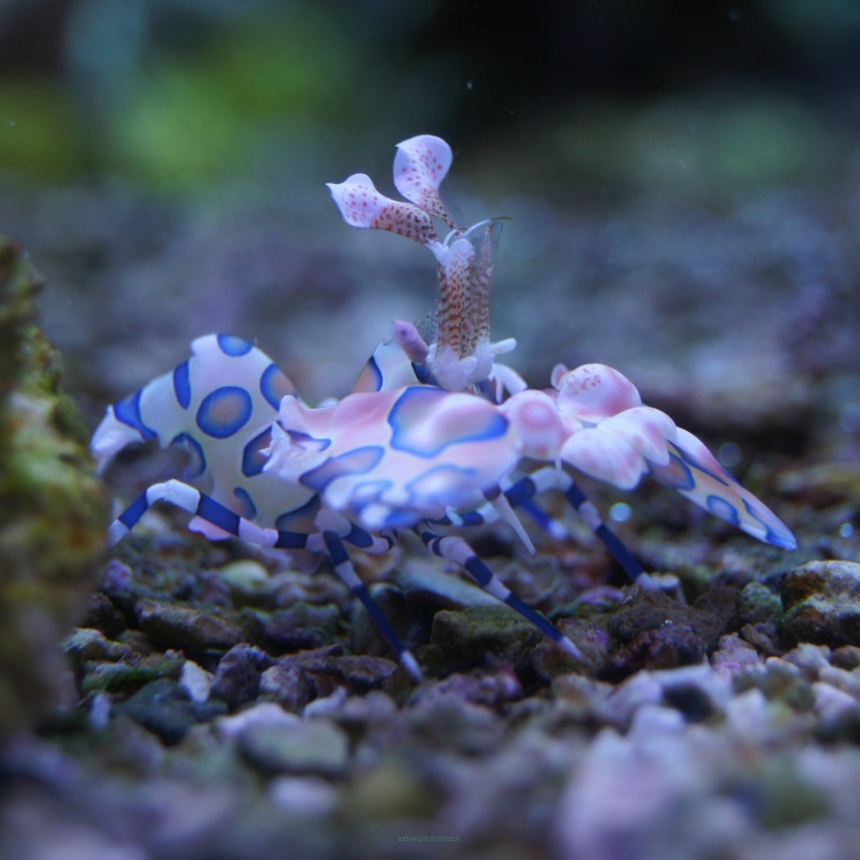 Hymenocera elegans (Harlequin Shrimp) 2 cm