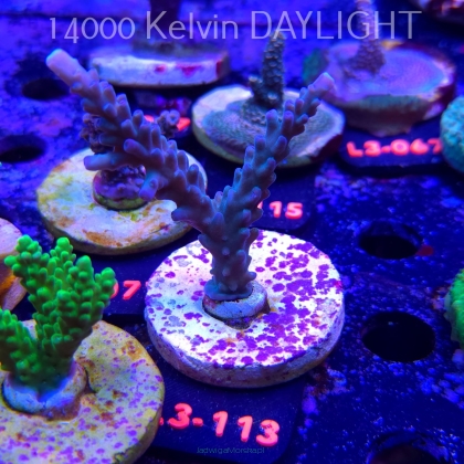 Acropora sp. AUSTRALIA (05.01.2026) L3-113  8cm