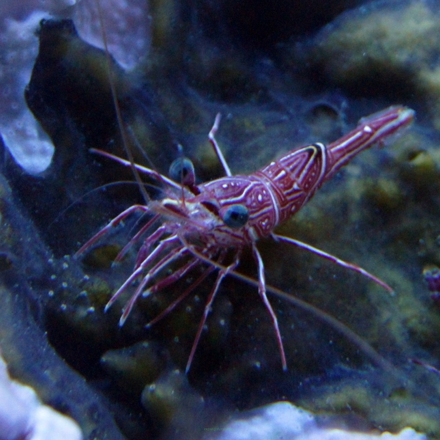 Rhynchocinetes durbanensis krewetka tańcząca rozmiar 5 cm