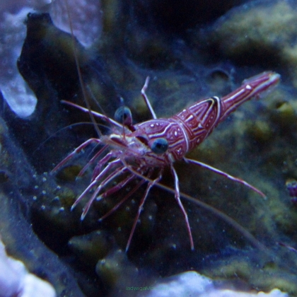 Rhynchocinetes durbanensis krewetka tańcząca rozmiar 5 cm