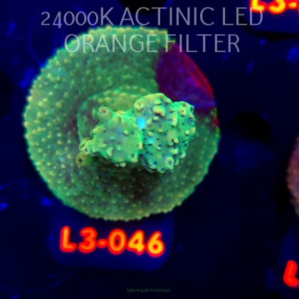 Acropora sp. PREMIUM AUSTRALIA (09.05.2026) L3-046  5cm