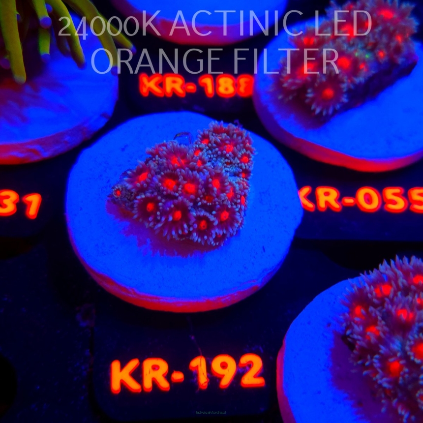 Goniopora CONFETTI (17.01.2026) KR-192  3cm