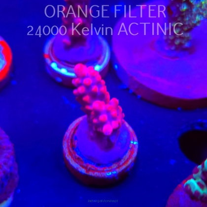 Acropora CHERRY BLOSSOM (04.10.2025)  3cm