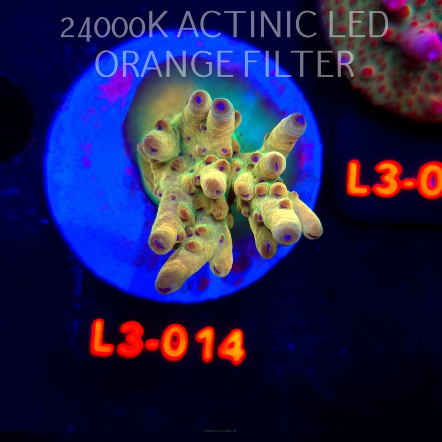 Acropora LORIPES FIJI GOLD (08.05.2026) L3-014  4cm