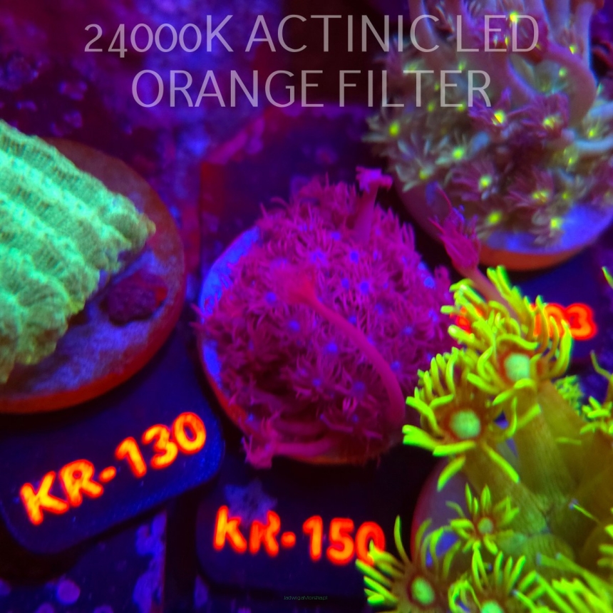Goniopora BLUE-PURPLE (10.09.2026) KR-150  4cm