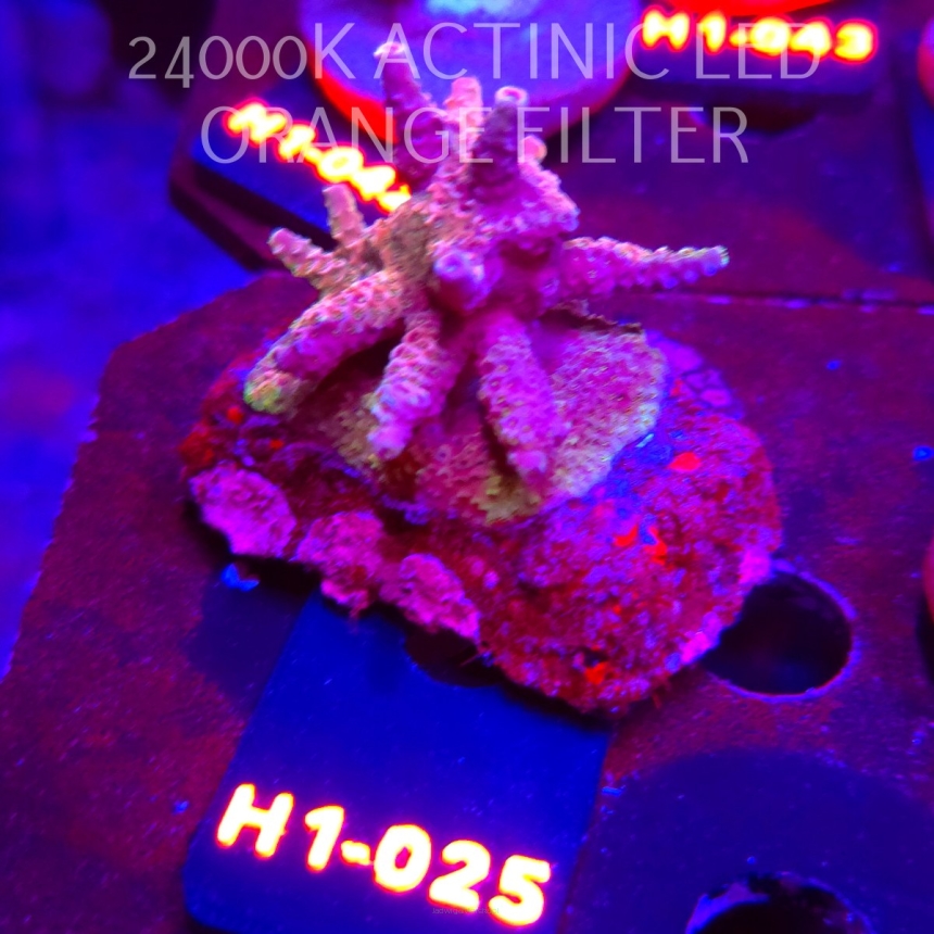 Acropora MILLEPORA PINK FUSION (24.05.2026) H1-025  5cm