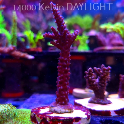 Acropora formosa BLUE JEANS (19.06.2025) L3-I-25  9cm
