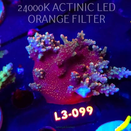 Acropora sp. PREMIUM AUSTRALIA (09.05.2026) L3-099  7cm