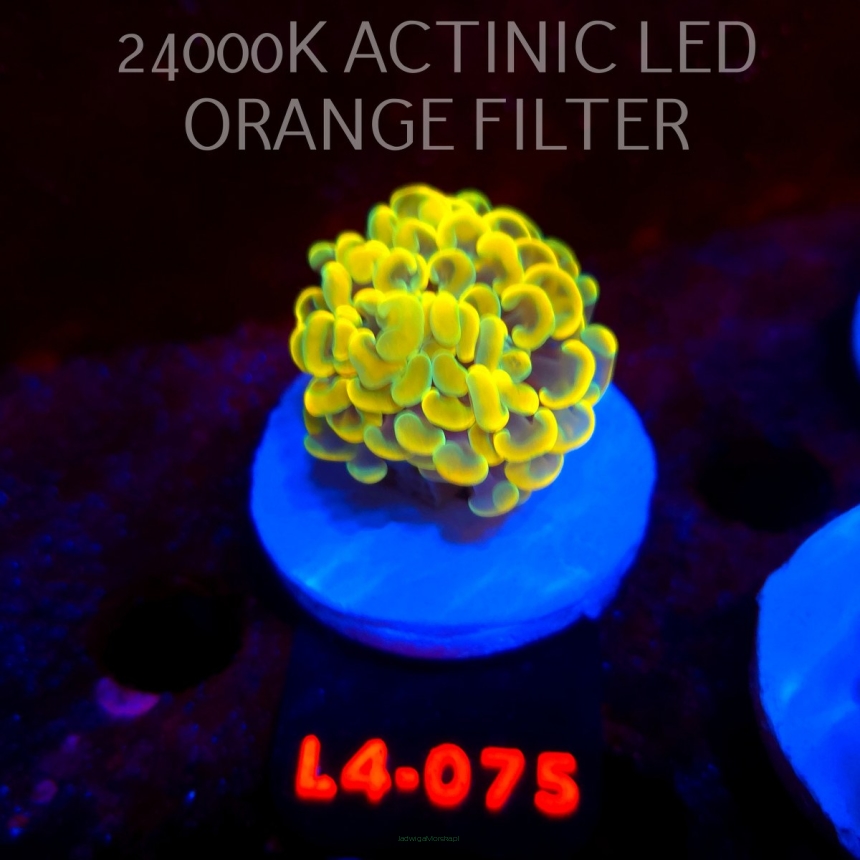 Euphyllia paraancora AUSSIE GOLD HAMMER (01.07.2026) L4-075