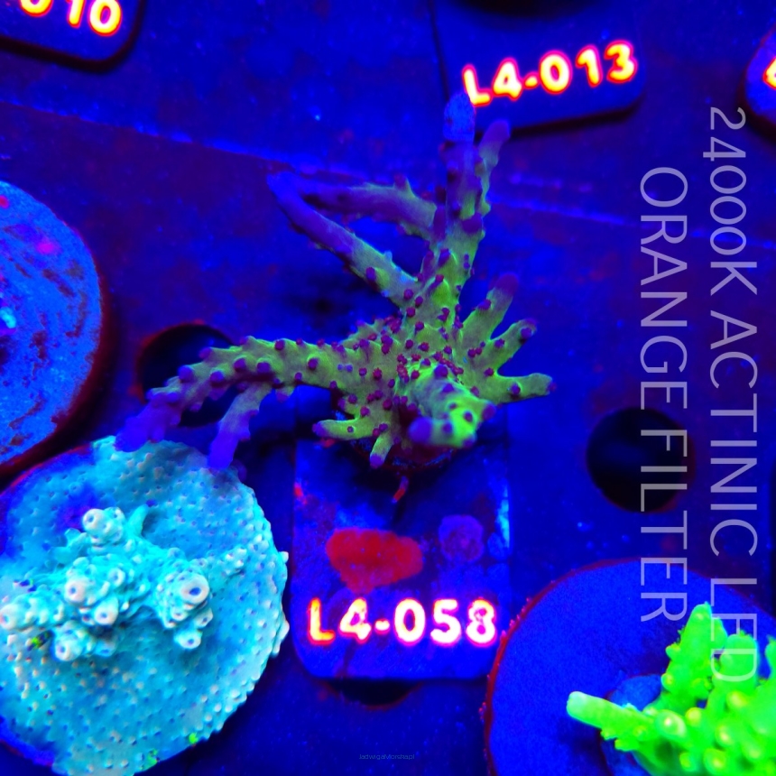 Acropora EC Frankie's Kryptonite (19.05.2026) L4-058  8cm