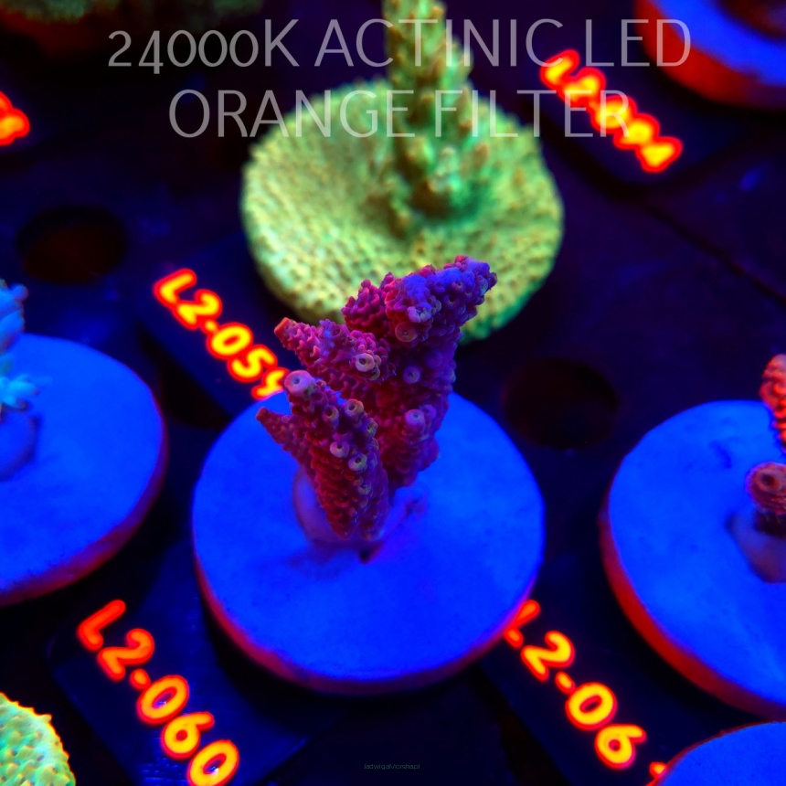 Acropora LORIPES PINK LEMONADE (14.08.2026) L2-060  5cm