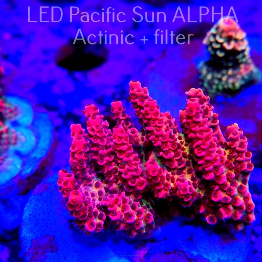 Acropora RED PLANET AUSTRALIA (14.02.2024) MM1-III-27  5cm