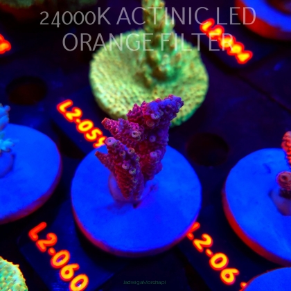 Acropora LORIPES PINK LEMONADE (14.08.2026) L2-060  5cm