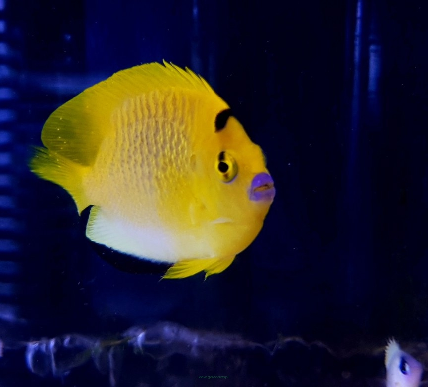 Apolemichthys trimaculatus (Flagfin Angel) 5cm