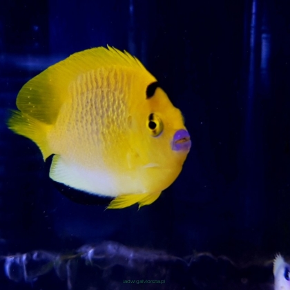 Apolemichthys trimaculatus (Flagfin Angel) 5cm
