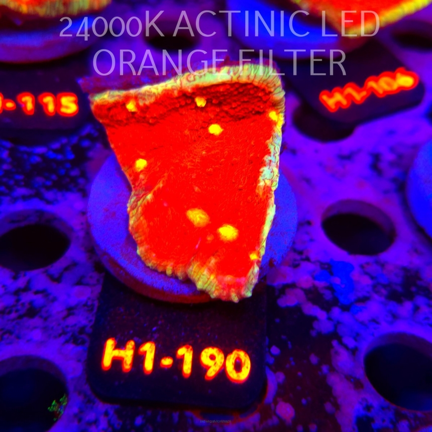 Echinophyllia KISS OF FIRE (01.08.2026) H1-190  5cm