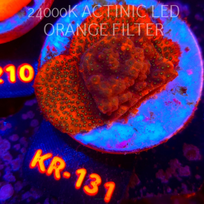 Montipora TONGA (20.07.2026) KR-131  4cm