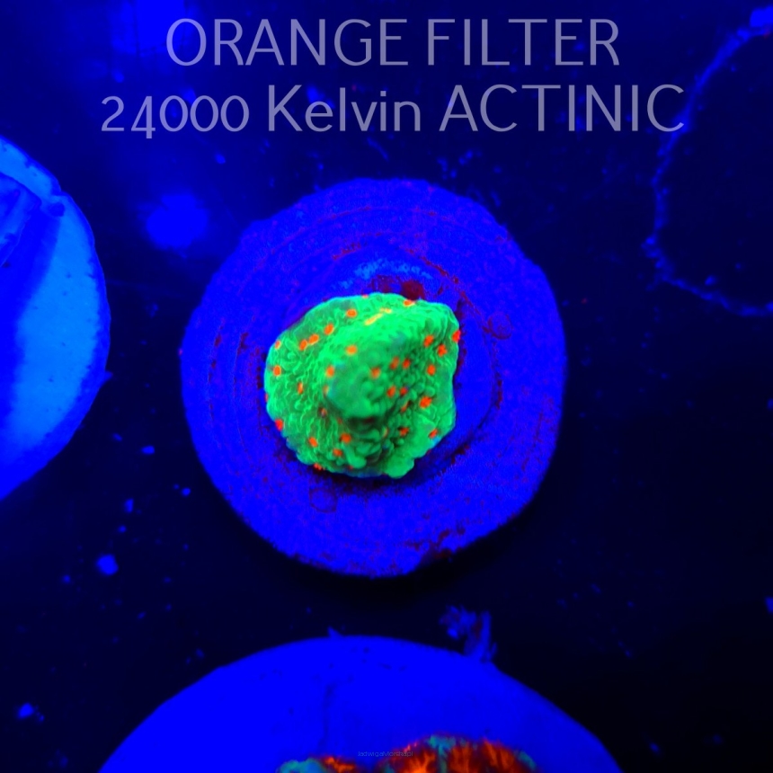 Montipora CHILI PEPPER (06.10.2025)  2cm