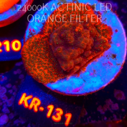 Montipora TONGA (20.07.2026) KR-131  4cm