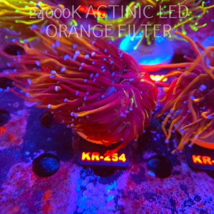 Euphyllia glabrescens NY KNICKS TORCH (19.09.2026) KR-254  4 HEADS