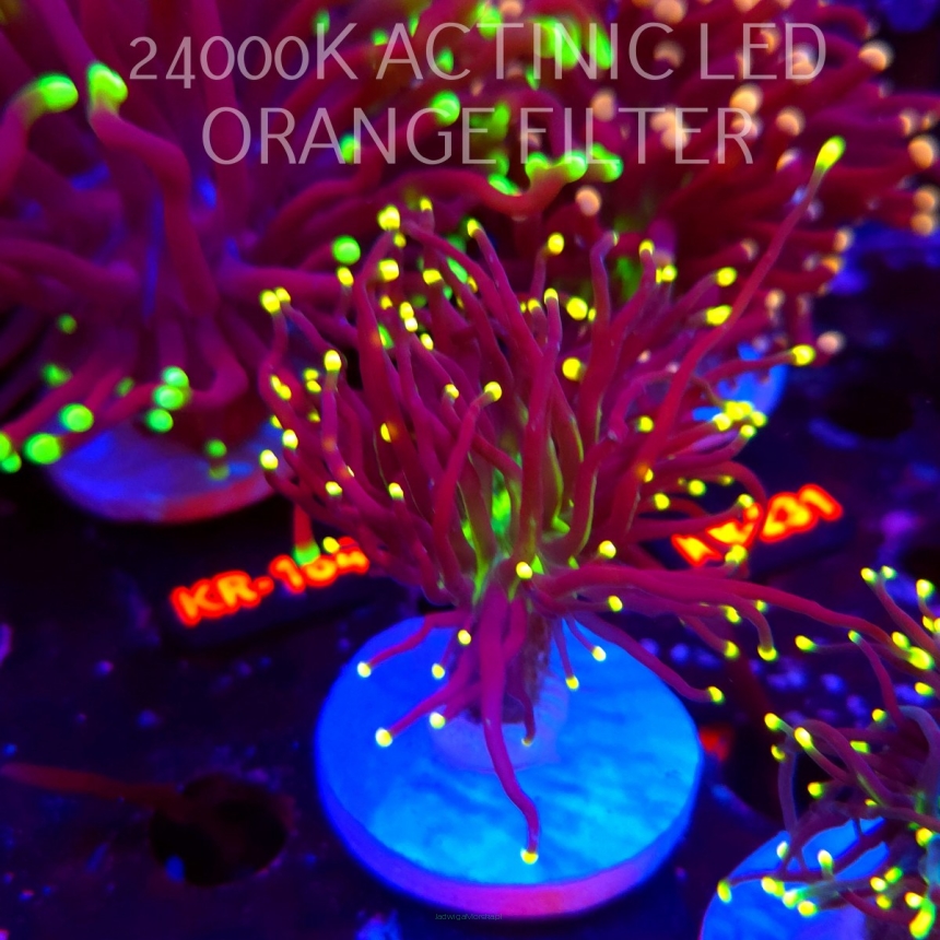 Euphyllia glabrescens Malaysian Miami Torch (20.06.2026) KR-157