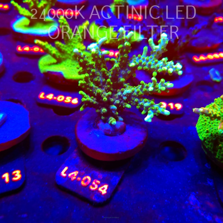 Acropora sp. PREMIUM AUSTRALIA (20.05.2026) L4-054  8cm