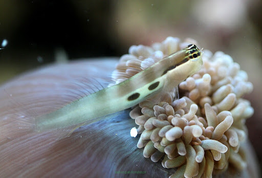 Ecsenius bimaculatus 3cm