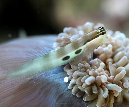 Ecsenius bimaculatus 3cm
