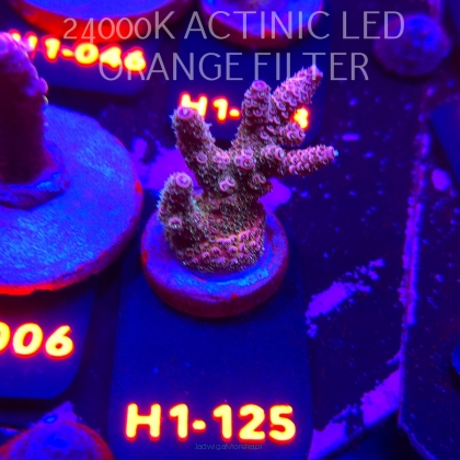 Acropora HYACINTHUS RAINBOW (02.02.2026) H1-125  4cm