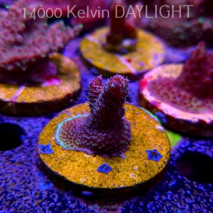 Acropora MILLEPORA PINK (24.05.2025) L2-II-15  3cm