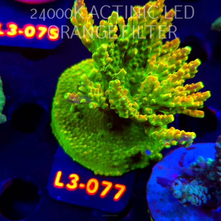 Acropora GOLD FEVER (09.05.2026) L3-077  7cm