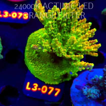 Acropora GOLD FEVER (09.05.2026) L3-077  7cm