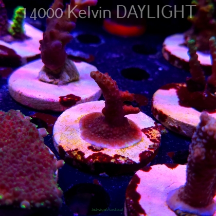 Acropora sp. AUSTRALIA (19.06.2025) L3-II-9  4cm