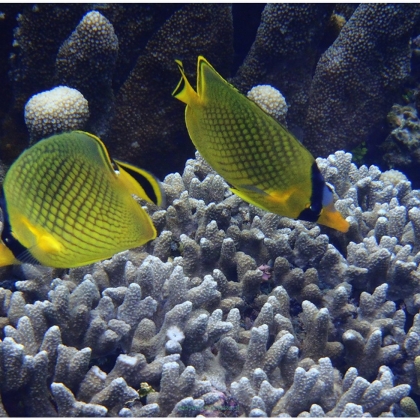 Chaetodon rafflesi rozmiar 6cm