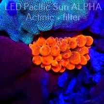 Entacmaea quadricolor RED SNOWFLAKE (09.01.2024)
