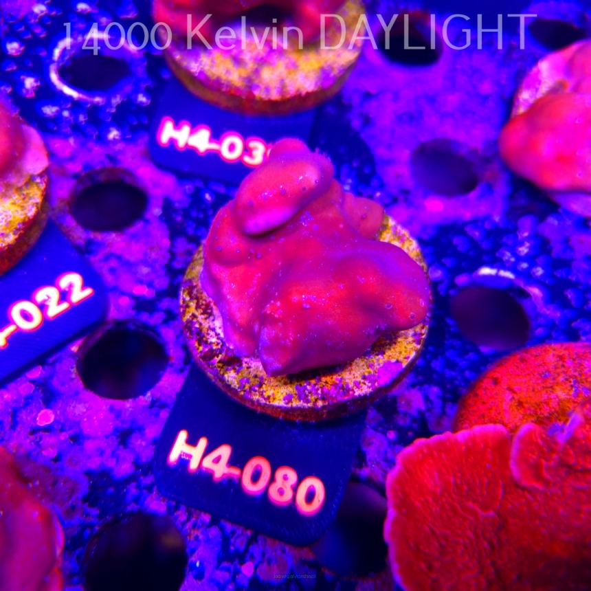 Blue Ridge Coral - Heliopora coerulea - Blue Fire Coral (01.06.2026) H4-080  5cm