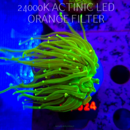 Euphyllia glabrescens AUSSIE TOXIC TORCH (01.09.2026) H1-024