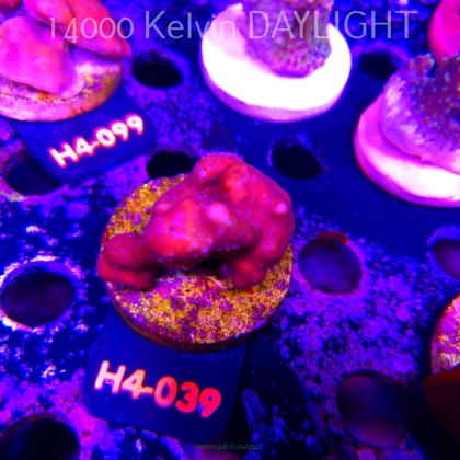Blue Ridge Coral - Heliopora coerulea - Blue Fire Coral (01.06.2026) H4-039  5cm