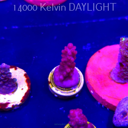 Acropora CHERRY BLOSSOM (04.10.2025)  3cm