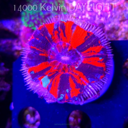 Scolymia Australis WAR PAINT (03.03.2026) 6cm (USZKODZONA)