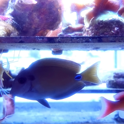 Acanthurus tennentii rozmiar 7-8cm