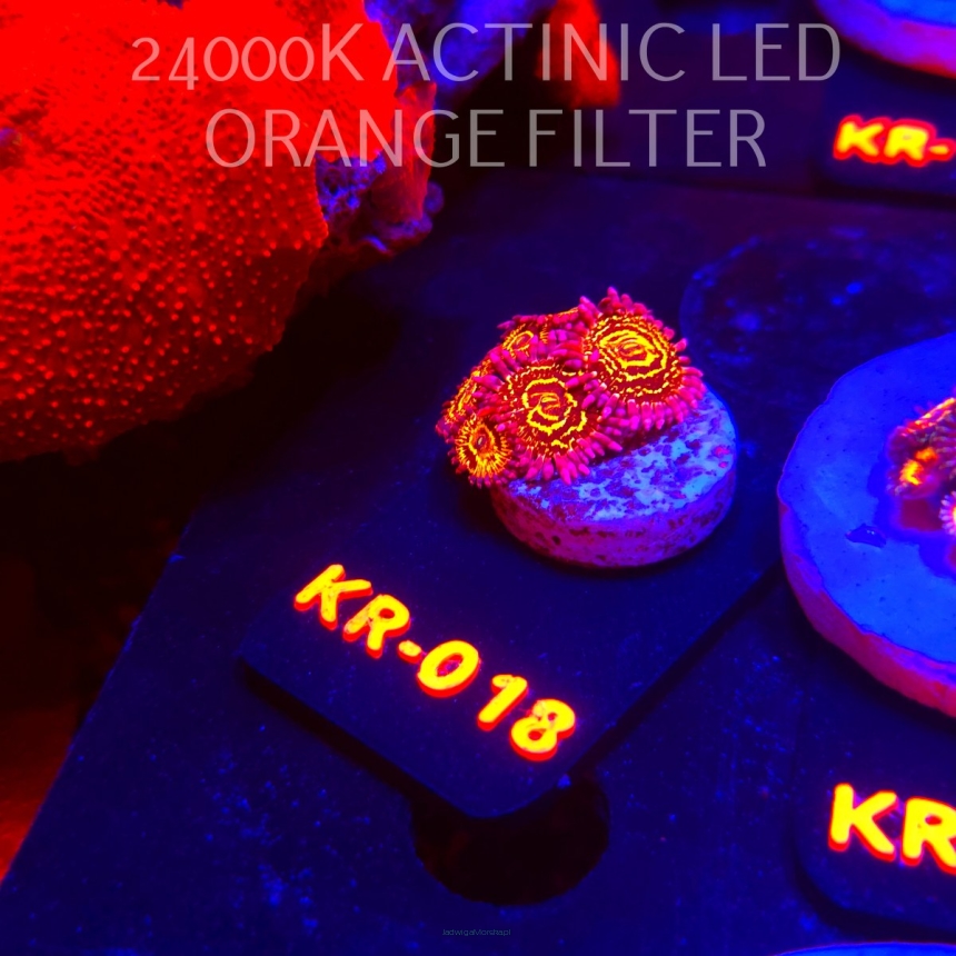 Zoanthus STRATOSPHERE (17.01.2026) KR-018  6P