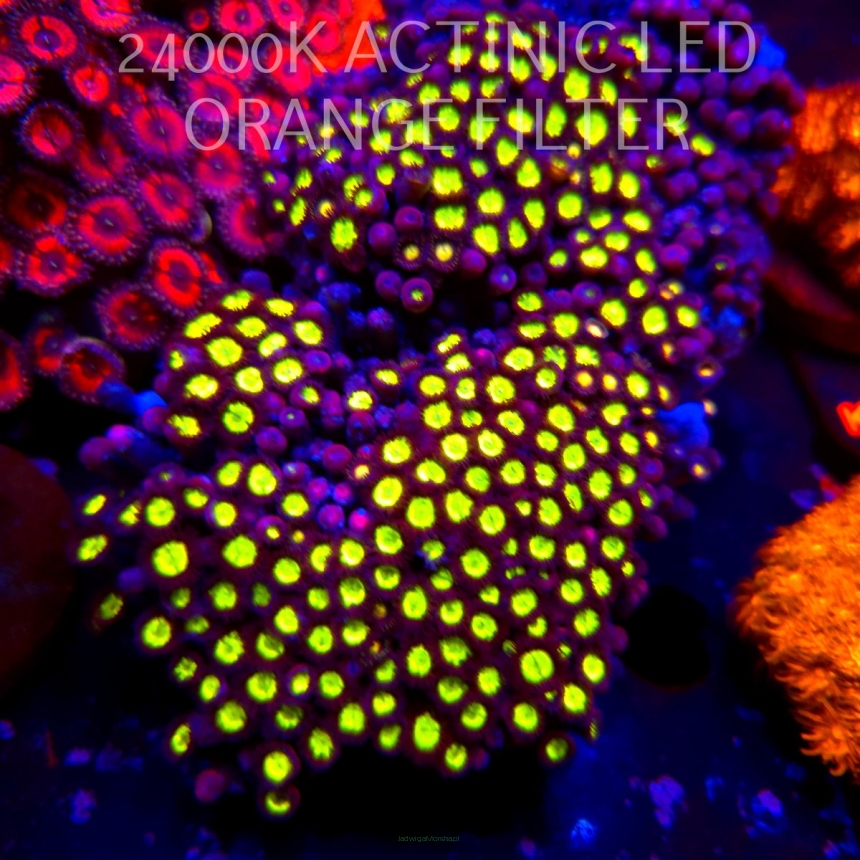 Zoanthus Radioactive Dragon Eye (04.04.2026)  5P