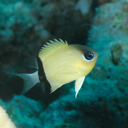Chromis retrofasciata 3-4cm