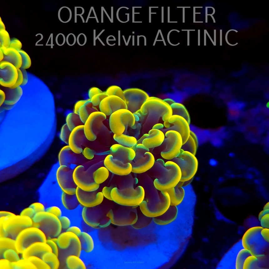 Euphyllia paraancora GOLD HOLOGRAM HAMMER (01.04.2025)