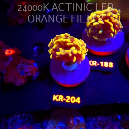 Euphyllia paraancora AUSSIE GOLD HAMMER (04.04.2026) KR-204
