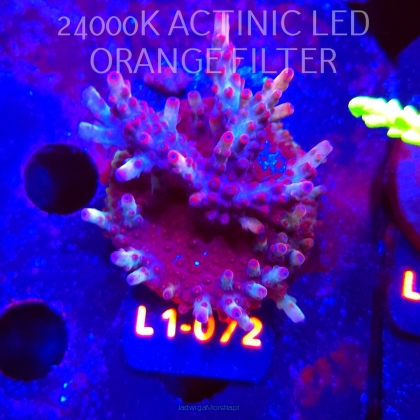 Acropora JMC PINK DREAM (16.03.2026) L1-072  6cm